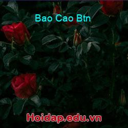 Bao Cao Btn