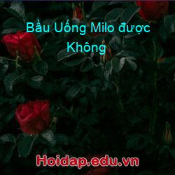 Bầu Uống Milo được Không