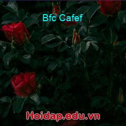 Bfc Cafef