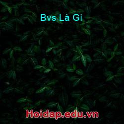 Bvs Là Gì