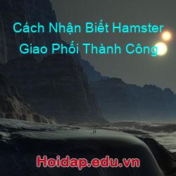 Cách Nhận Biết Hamster Giao Phối Thành Công