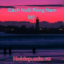 Cách Nuôi Rồng Nam Mỹ