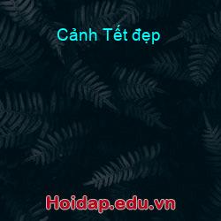 Cảnh Tết đẹp