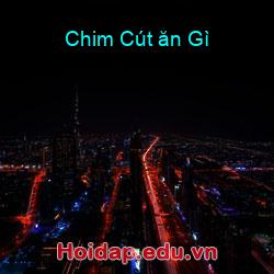 Chim Cút ăn Gì
