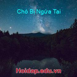 Chó Bị Ngứa Tai