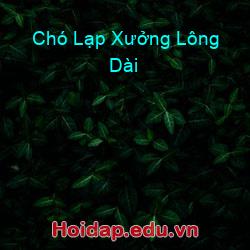 Chó Lạp Xưởng Lông Dài
