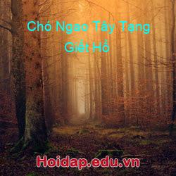 Chó Ngao Tây Tạng Giết Hổ