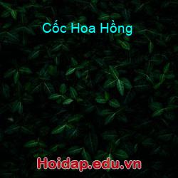 Cốc Hoa Hồng