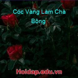 Cóc Vàng Làm Chà Bông