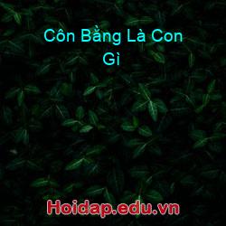 Côn Bằng Là Con Gì