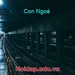 Con Ngoé