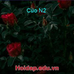 Cuo N2