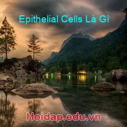 Epithelial Cells Là Gì