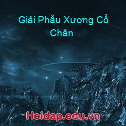 Giải Phẫu Xương Cổ Chân