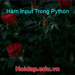 Hàm Input Trong Python