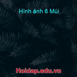 Hình ảnh 6 Múi