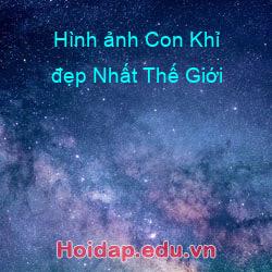 Hình ảnh Con Khỉ đẹp Nhất Thế Giới
