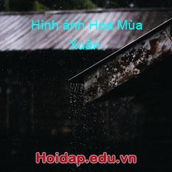 Hình ảnh Hoa Mùa Xuân