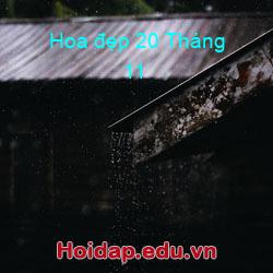 Hoa đẹp 20 Tháng 11