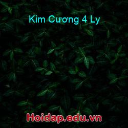 Kim Cương 4 Ly