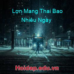 Lợn Mang Thai Bao Nhiêu Ngày