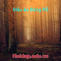 Mẫu áo Bóng Rổ