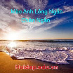 Mèo Anh Lông Ngắn Chân Ngắn