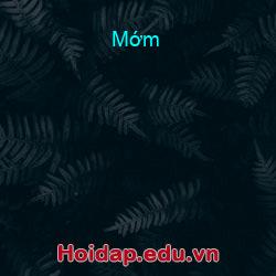 Mớm