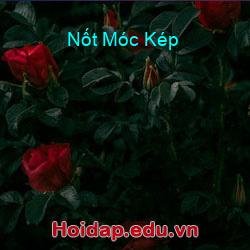 Nốt Móc Kép
