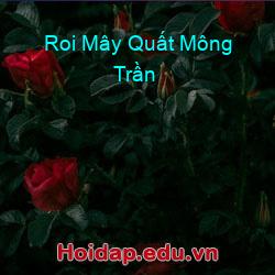 Roi Mây Quất Mông Trần