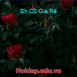 Sh Cũ Giá Rẻ