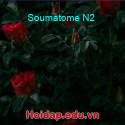 Soumatome N2