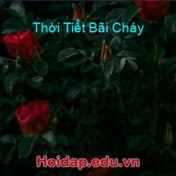 Thời Tiết Bãi Cháy