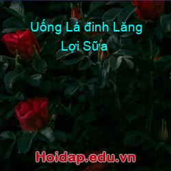 Uống Lá đinh Lăng Lợi Sữa