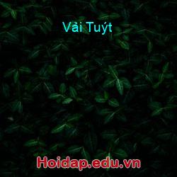 Vải Tuýt