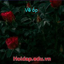 Vẽ ốp