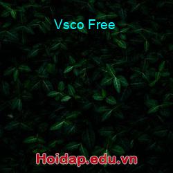 Vsco Free