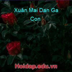 Xuân Mai Dan Ga Con